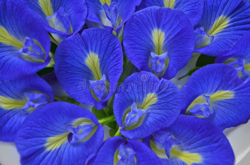 Blue Butterfly And Flower Vine Butterfly Flowers Blue Butterfly Vine Blue Butterfly And Flower Vine Butterfly Flowers Blue Butterfly Vine