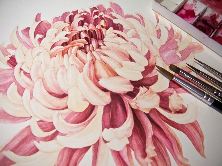 Crisantemo Japon S Eunike Nugroho Chrysanthemum Watercolor Flower Crisantemo Japon S Eunike Nugroho Chrysanthemum Watercolor Flower