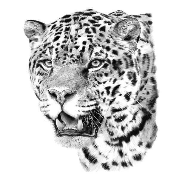Discover More Than 76 Realistic Jaguar Tattoo Best In Cdgdbentre Discover More Than 76 Realistic Jaguar Tattoo Best In Cdgdbentre