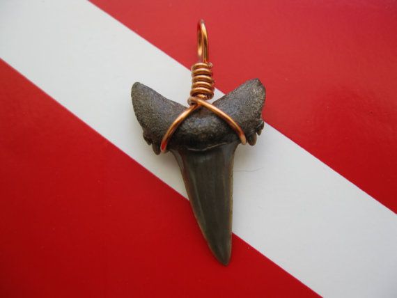 Howie Hues Shark Tooth Flash Tooth 2 Wire Wrapped In Copper For Sage I M Excited To Do More Of These There Are Still Some Teeth Available Instagram Howie Hues Shark Tooth Flash Tooth 2 Wire Wrapped In Copper For Sage I M Excited To Do More Of These There Are Still Some Teeth Available Instagram