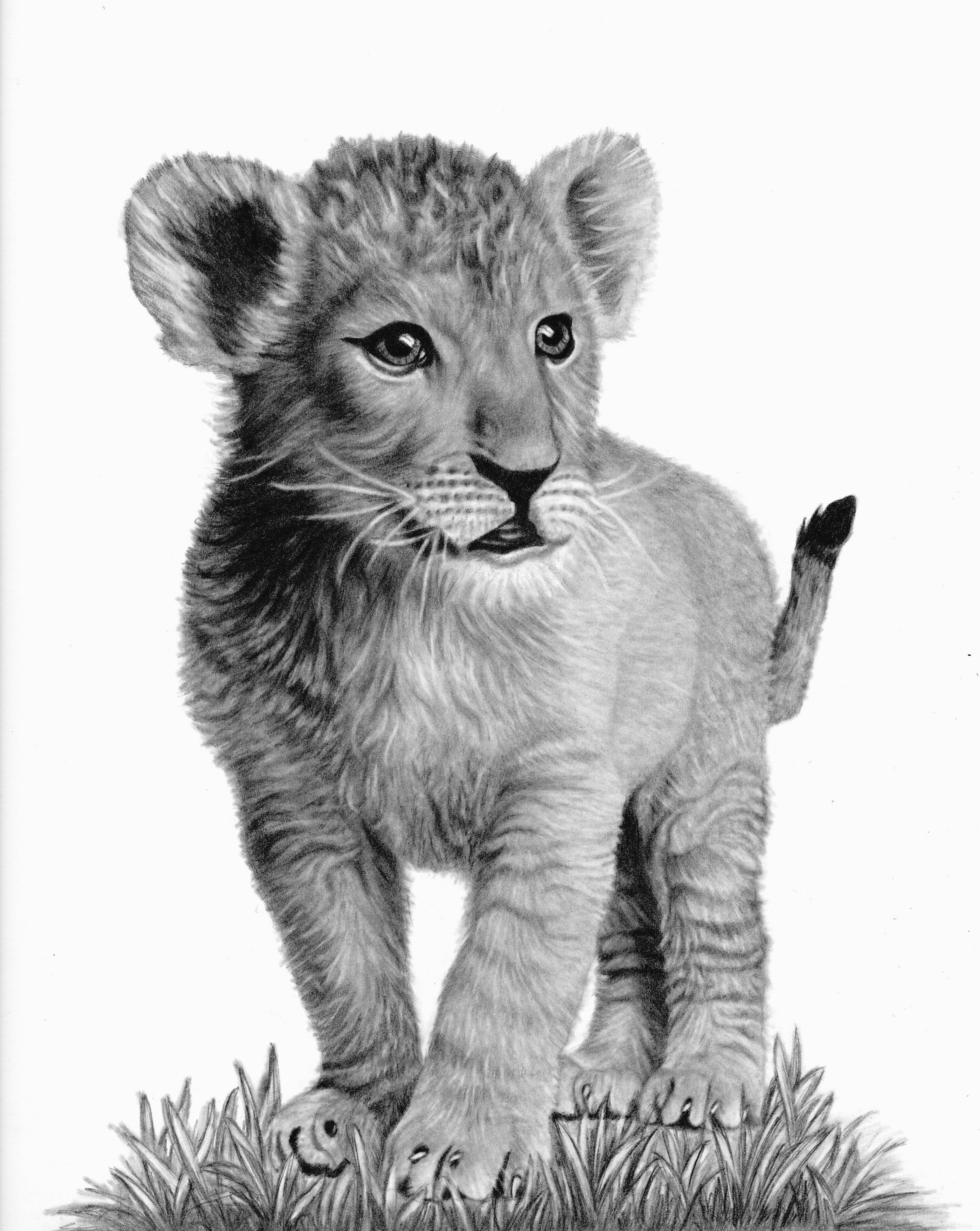 Pin By Aidan Ali On Pencil Drawings Lion Sketch Lion Head Tattoos Pin By Aidan Ali On Pencil Drawings Lion Sketch Lion Head Tattoos