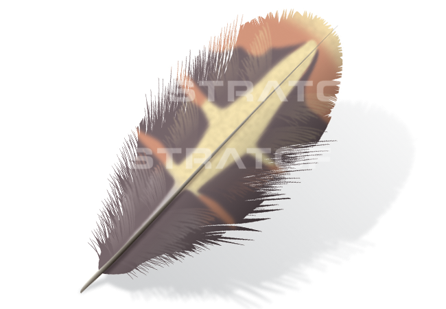 Quail Feather Tattoos Quail Feather Tattoos
