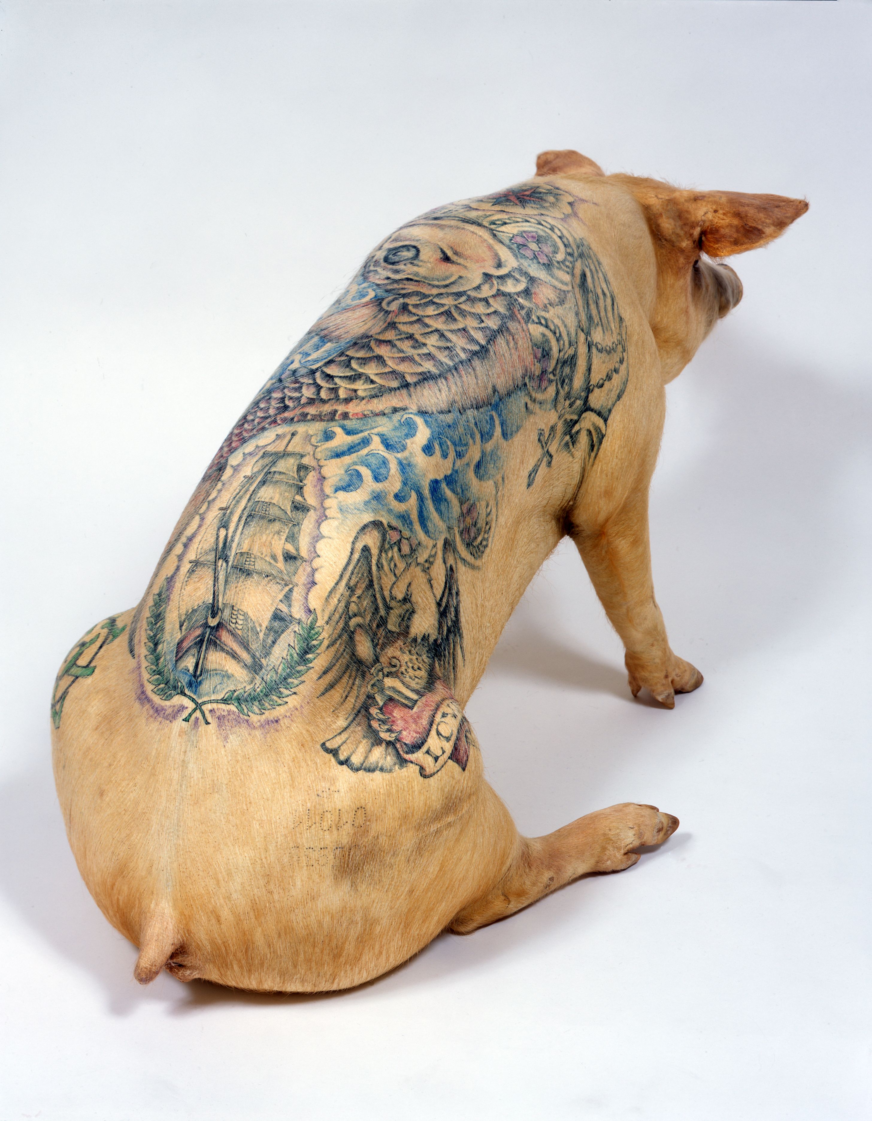 Tattooed Pigs By Wim Delvoye Art Or Cruelty Tattooed Pigs By Wim Delvoye Art Or Cruelty