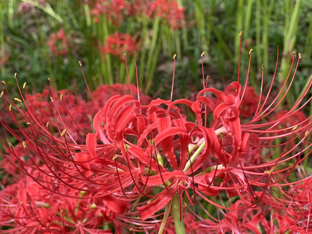 The Red Spider Lilies Of Kinchakuda Contemporarynomad Com The Red Spider Lilies Of Kinchakuda Contemporarynomad Com