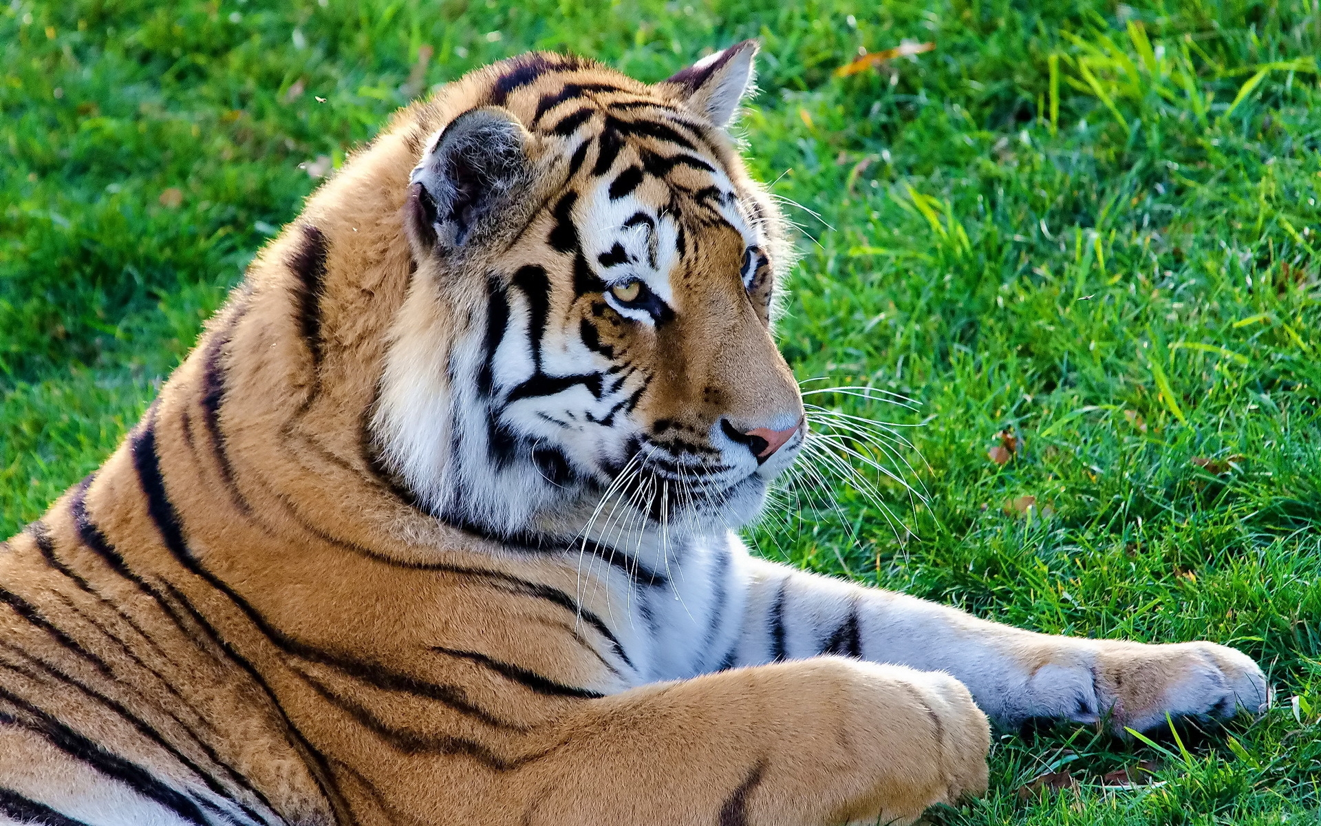 Tiger Tiger